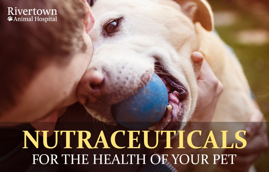 Nutraceuticals for the Health of Your Pet