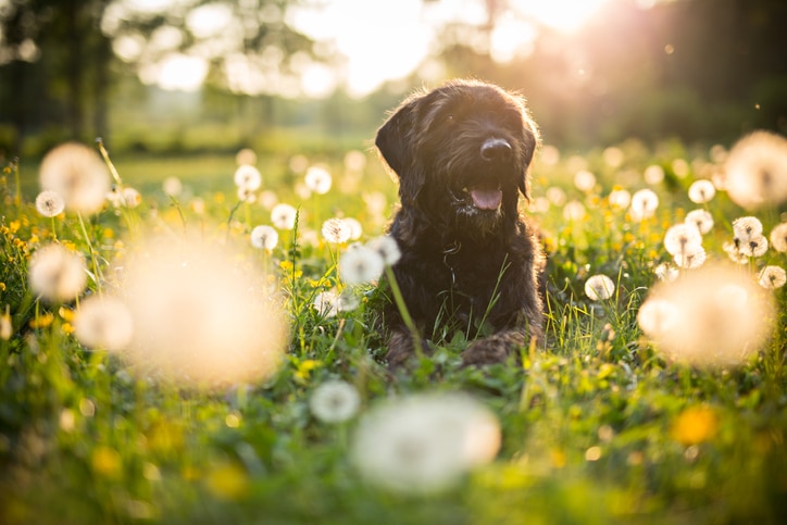 Portrait of black mutt dog during sunset on meadow