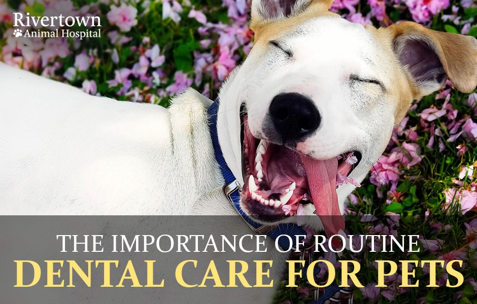 The Importance of Routine Dental Care for Pets
