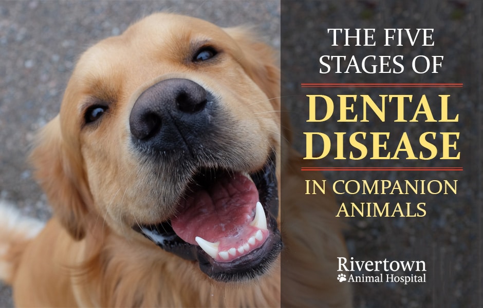 The Stages of Dental Disease in Companion Animals