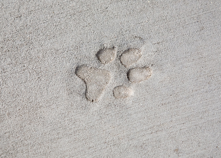 pet paw imprint in cement